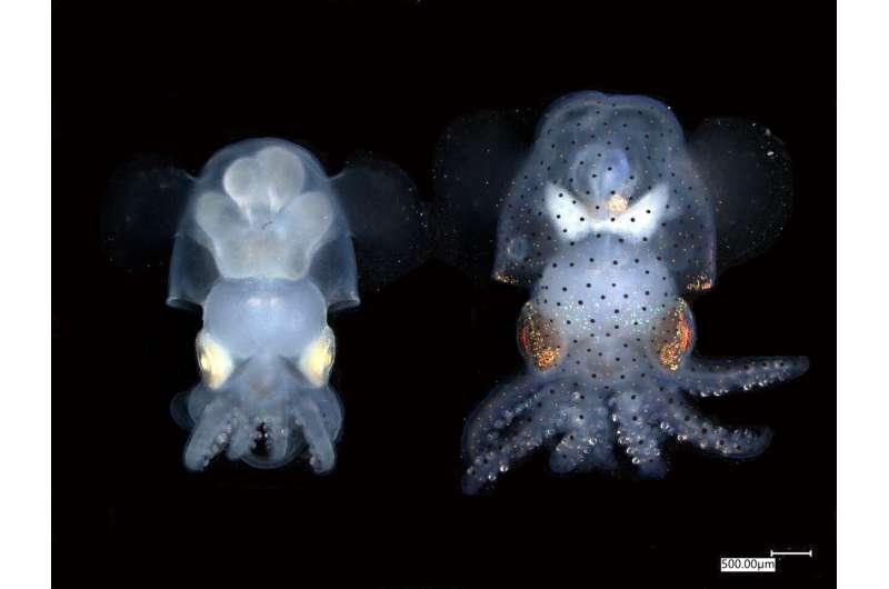 See-through squid lets scientists study cephalopod nervous system