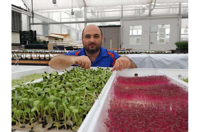 Select microgreens in custom diet may help deliver desired nutrients