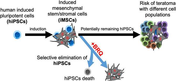 Selective removal of undifferentiated iPS cells from mesenchymal stem cells