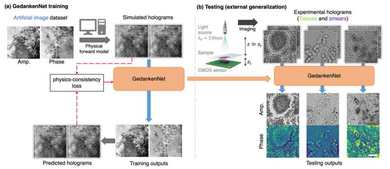 Self-supervised AI learns physics to reconstruct microscopic images from holograms