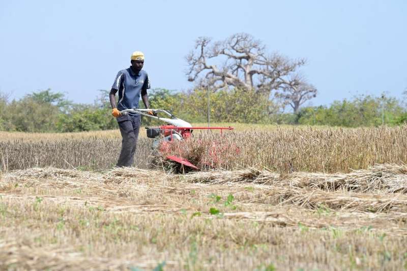 Senegalese researchers have begun harvesting an experimental plot of homegrown wheat