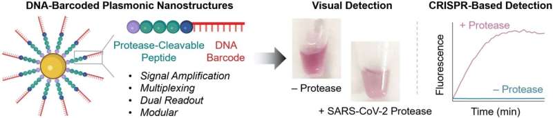 Sensors detect active proteases
