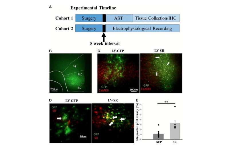 Serine racemase upregulation improves learning and synaptic function