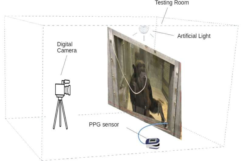 Серьезный обезьяний бизнес: проверка сердца шимпанзе с помощью цифровой камеры
