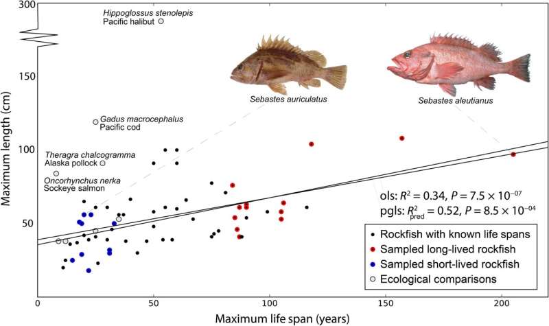 Sets of genes found across all rockfish may help to explain their differences in longevity