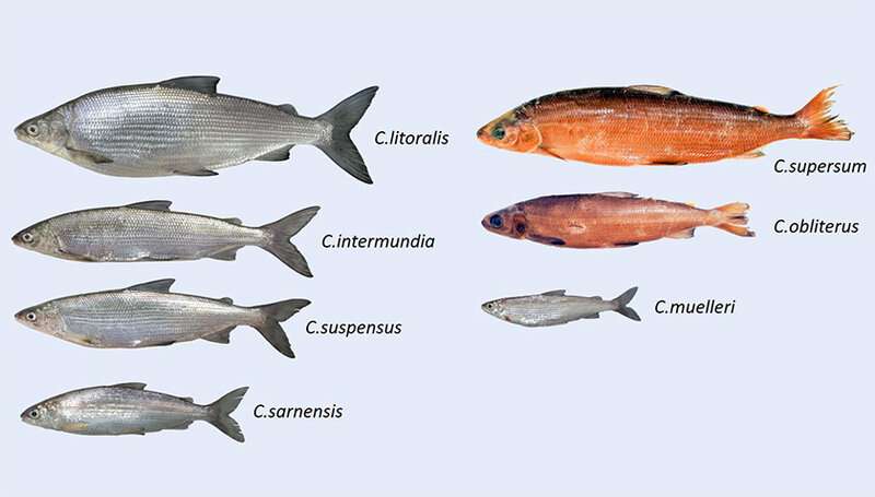 Seven new species of whitefish described in Central Switzerland
