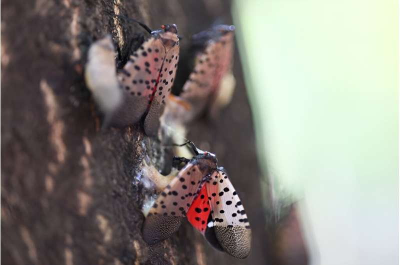 Several US states have tasked scientists with finding a way to eradicate the spotted lanternfly -- a true race against the clock, as entomologists predict the pest will reach the US West Coast -- and its storied vineyards -- by 2027-2030