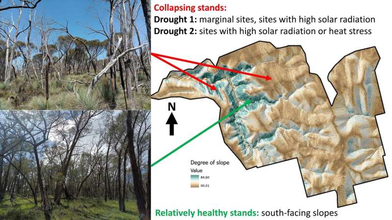 Severe droughts devastate eucalyptus trees that pre-date Ice Age