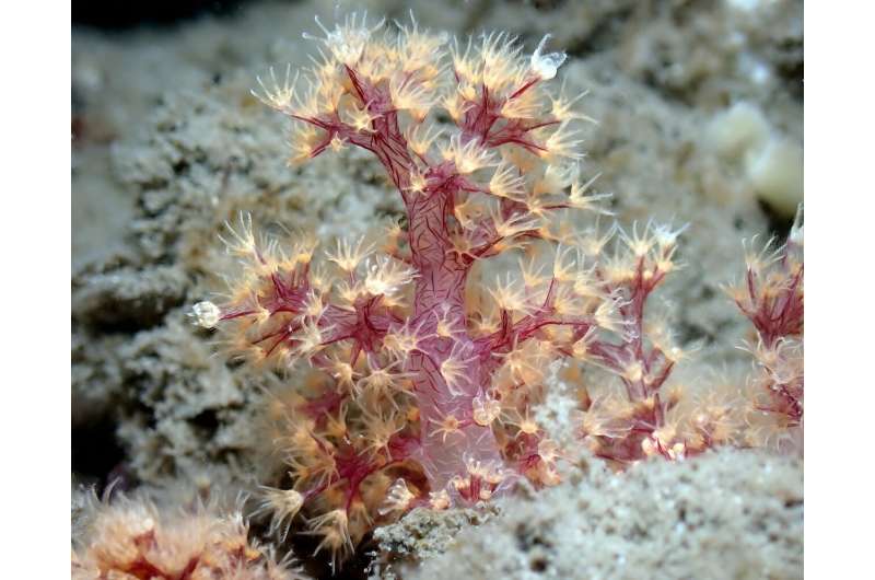 Sex life discovery raises IVF hope for endangered purple cauliflower soft coral