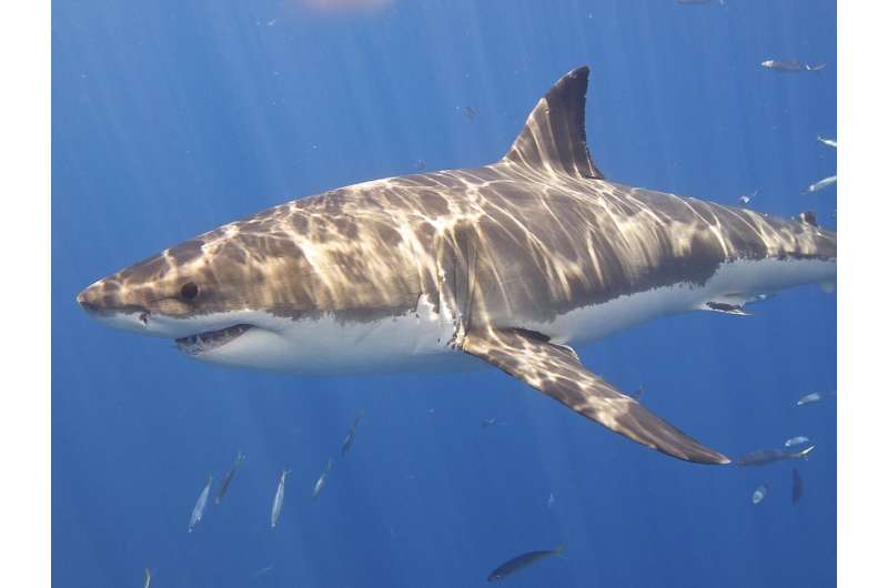 Страх акул: как раз тогда, когда вы подумали, что можно безопасно вернуться в воду…