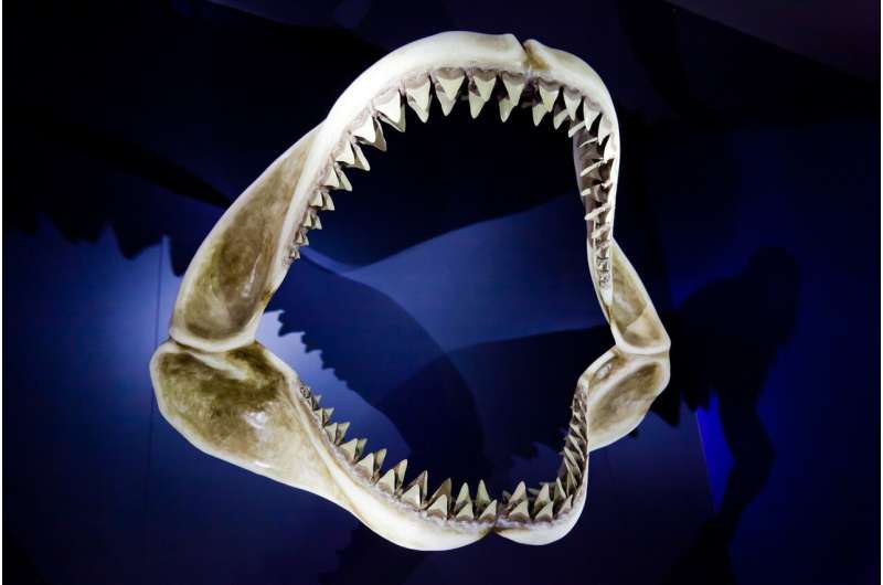shark tooth