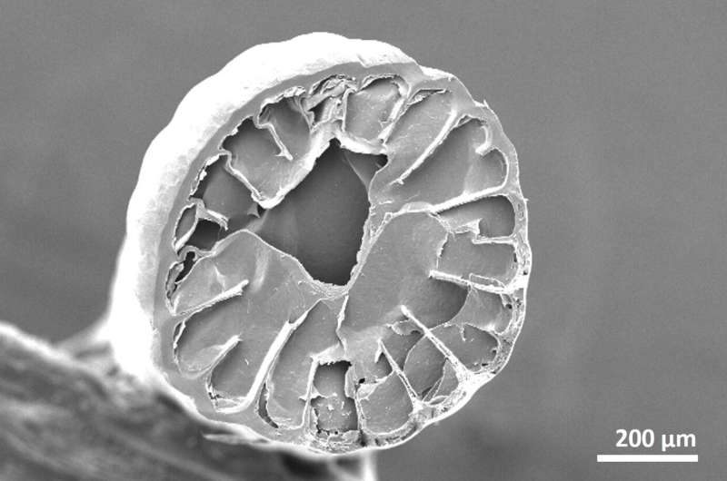 Sharp images show inside a hedgehog spine and reveal citrus-like structure