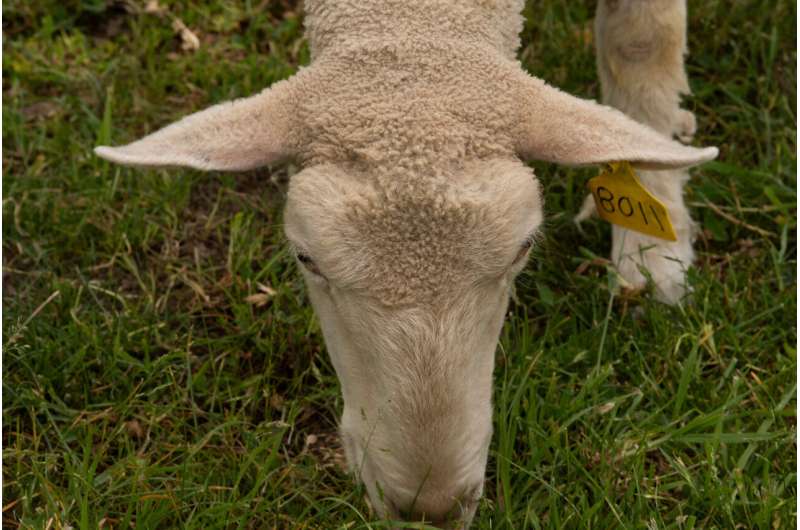 Sheep can benefit urban lawn landscapes and people