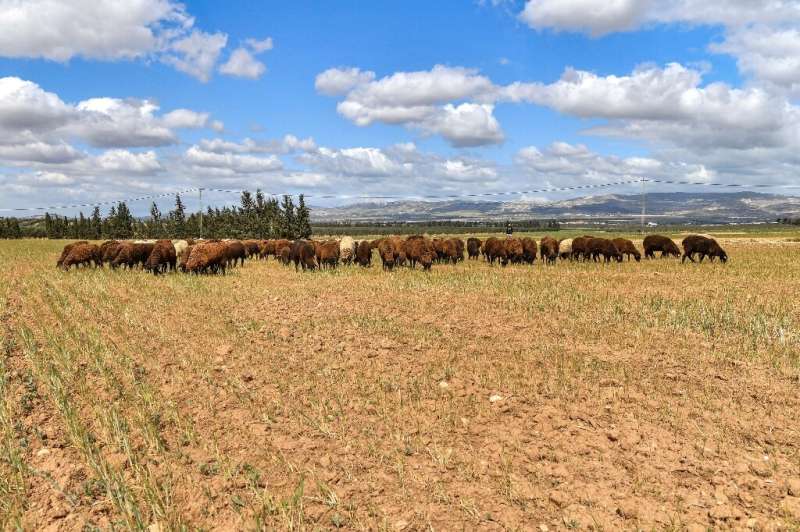Овцы пасутся на заброшенном пшеничном поле в Меджез-эль-Баб на севере Туниса, где свирепствует сильная засуха.