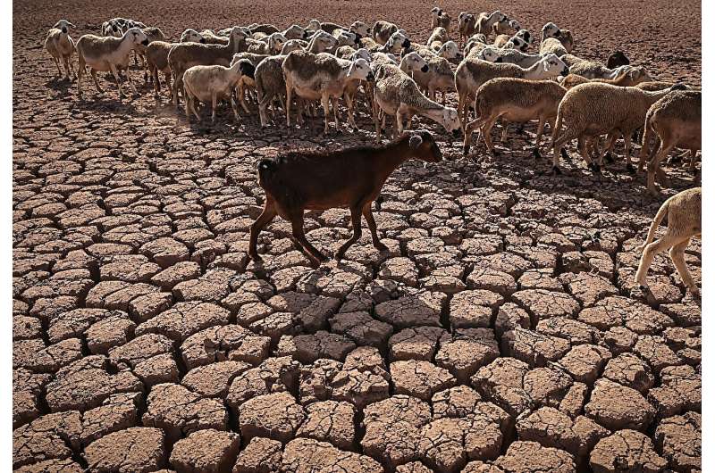 Sheep walk over cracked earth at Morocco's al-Massira dam in Ouled Essi Masseoud village, some 140 kilometres south from Casabla