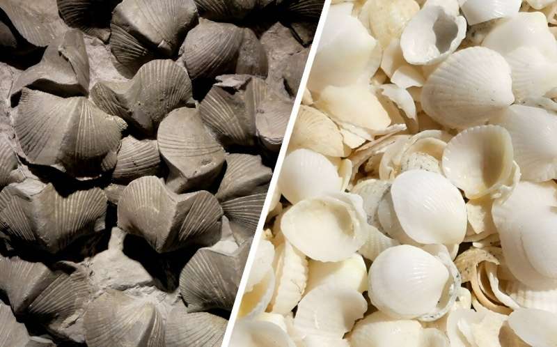Shell life species not competitors as they adjusted to Earth’s largest extinction