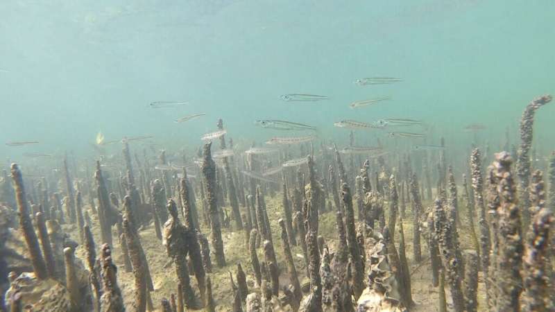 Shellfish reefs improve marine biodiversity