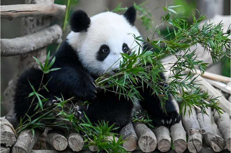 Sheng Yi, a female panda, forages on bamboo leaves inside the panda enclosure at the National Zoo in Kuala Lumpur