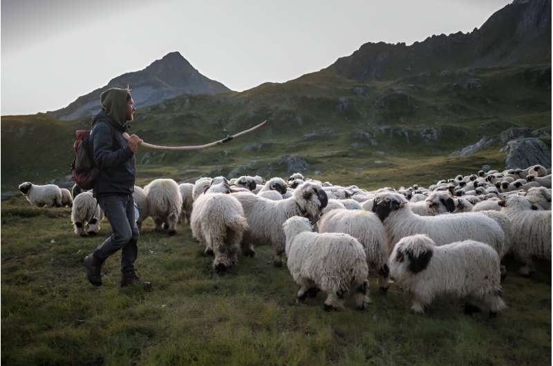 Shepherd Mathis von Siebenthal leads sheep in the Swiss Alps during a monitoring programme by Swiss NGO &quot;OPPAL&quot; to wat