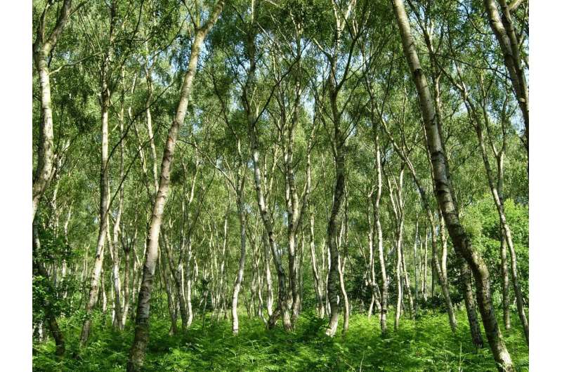 Шервудский лес