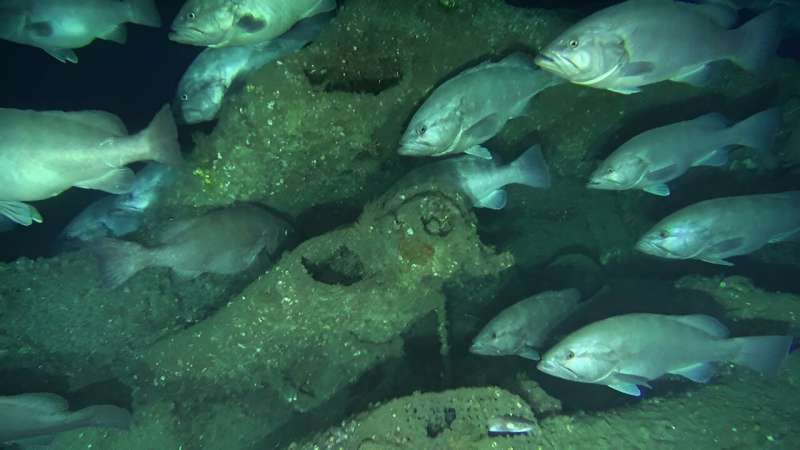 Shipwrecks teem with underwater life, from microbes to sharks