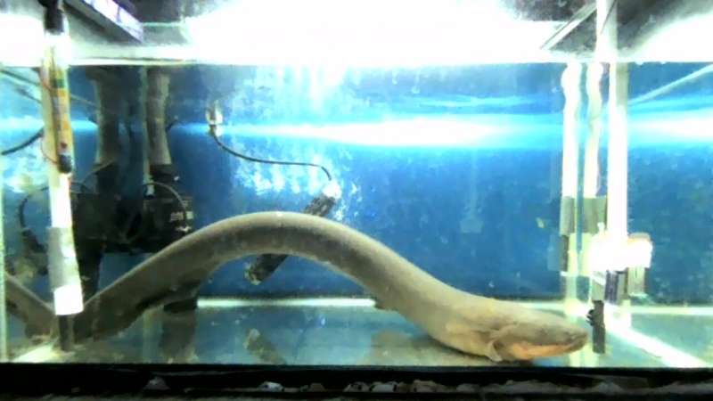 'Shocking' discovery: Electricity from electric eels may transfer genetic material to nearby animals