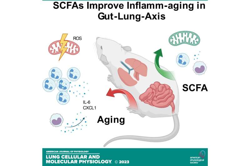 Short-chain fatty acids reduce inflammation in the lungs of older mice