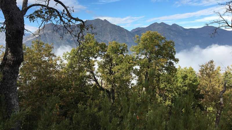 Short-lived solutions for tall trees in Chile's megadrought