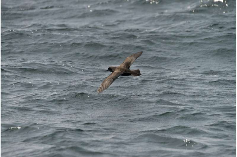 short-tailed shearwaters