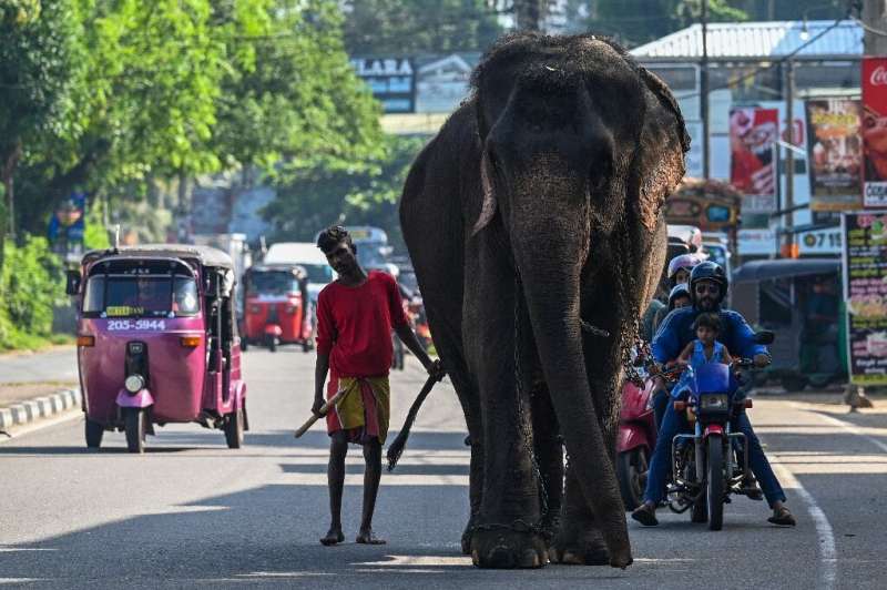 Shrinking habitat has led to Sri Lanka's elephants raiding villages looking for food and many suffer agonising deaths after fora