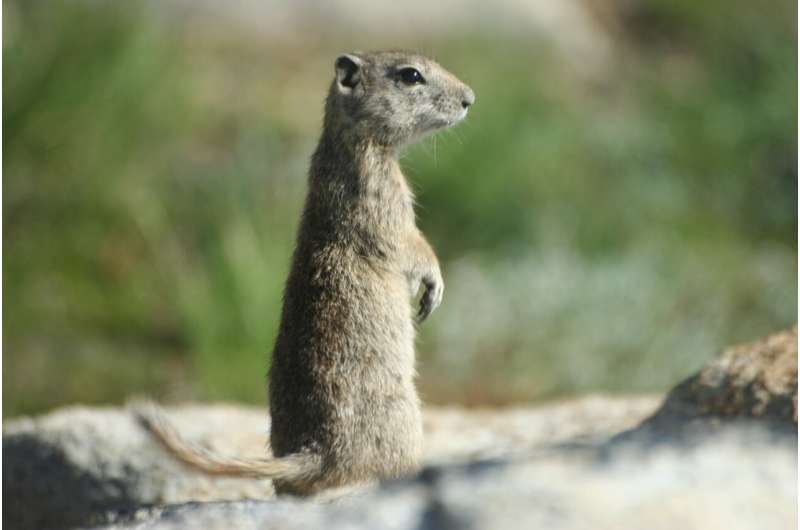 Sierra squirrels find their niche amid a changing climate
