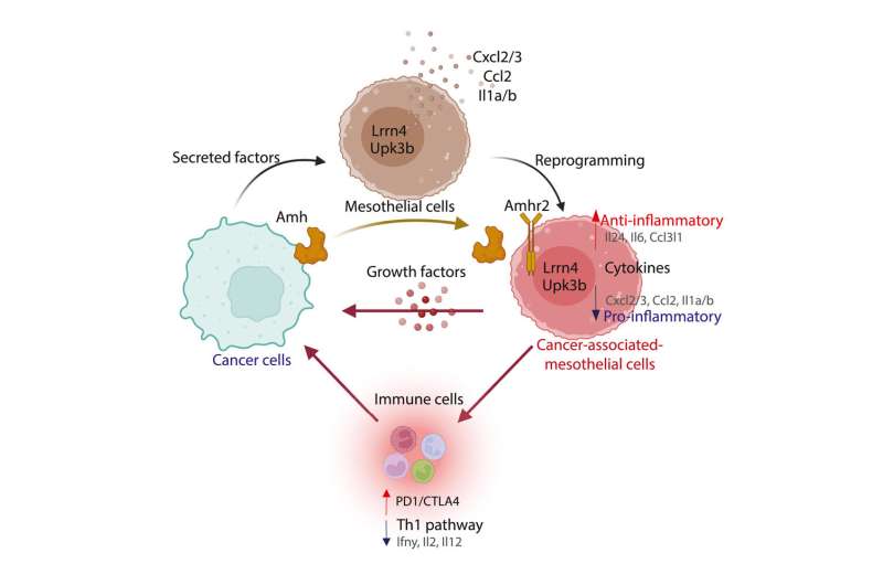 Signaling between cancer and mesothelial cells promotes ovarian cancer tumorigenesis and immune evasion