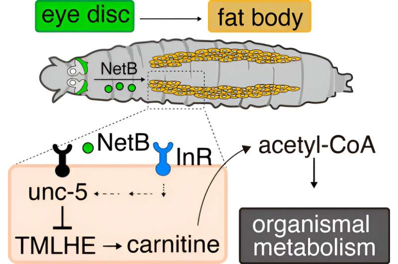 Signaling molecule from cancer cells induces metabolic changes to fruit-fly larvae