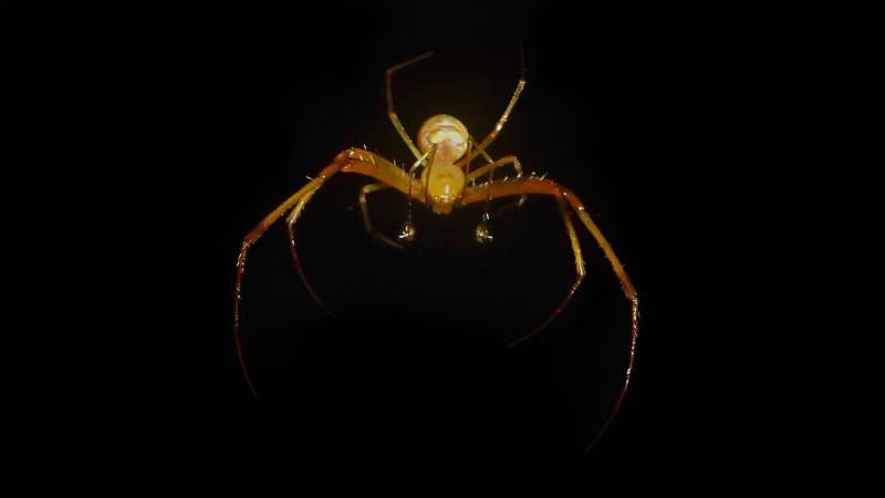 Silk lines help pirate spiders trick, capture eight-legged prey