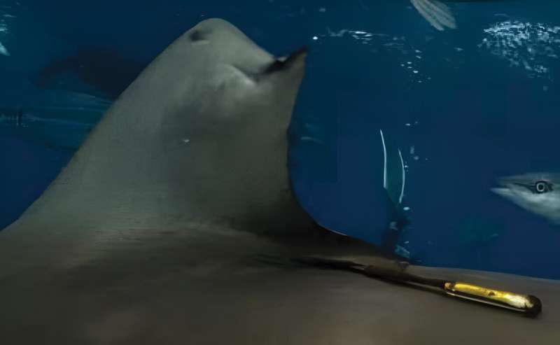 Requin soyeux observé avec une nageoire repoussée après une blessure importante