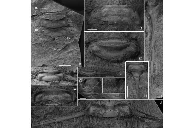 Silurian Freshwater Arthropod Discovered from Xinjiang