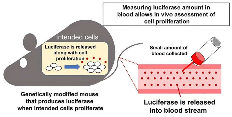 Simplifying the way cell proliferation is monitored in mice