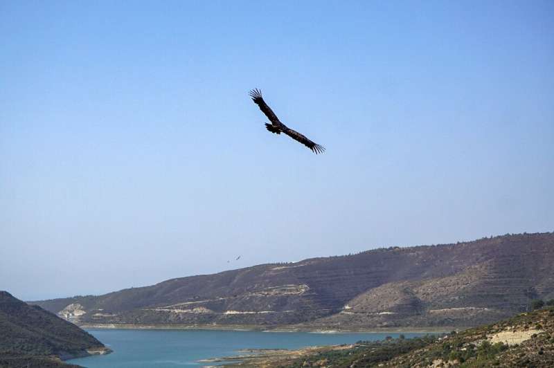 Since 2005, 31 vultures have been poisoned, leaving Cyprus with a population of only nine, which is being restocked with birds f