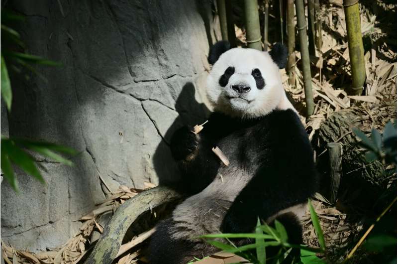 Singaporeans bid farewell to a two-year-old panda cub