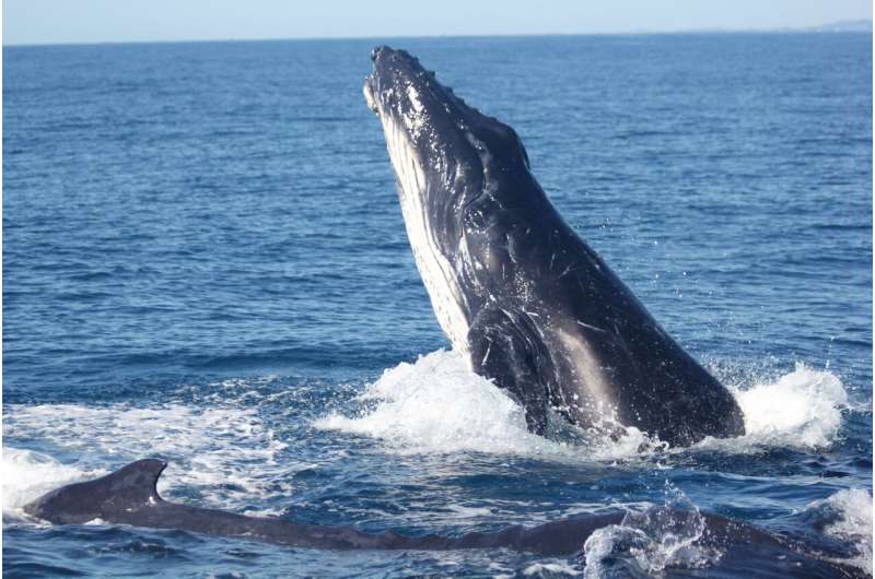 Поющие горбатые киты реагируют на шум ветра, но не на лодки