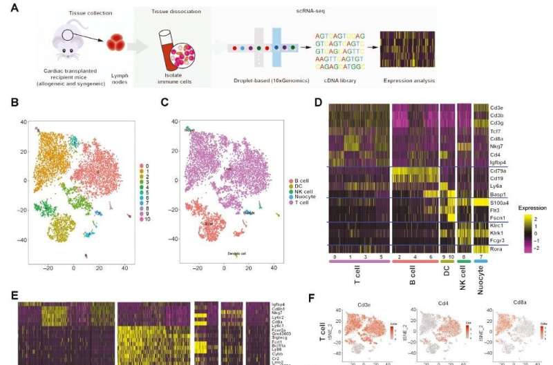 Single-cell RNA sequencing maps immune cell heterogeneity in mice with allogeneic cardiac transplantation