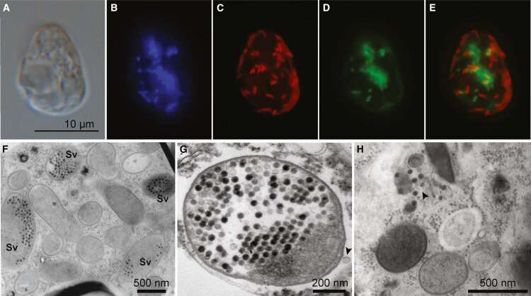Single-celled alga found to harbor seven genomes