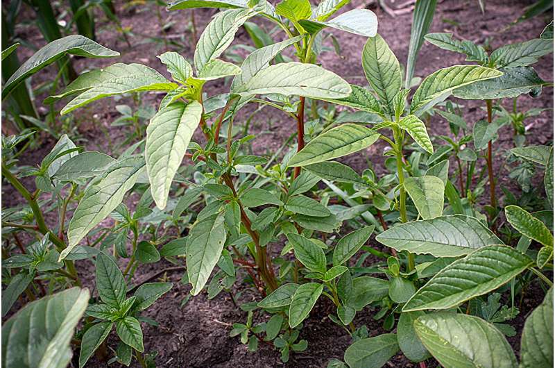 Single gene controls Corn Belt weed's resistance to soil-applied herbicide