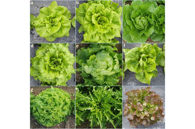 Single primer enrichment technology - a new genomic resource to investigate the diversity of lettuce germplasm