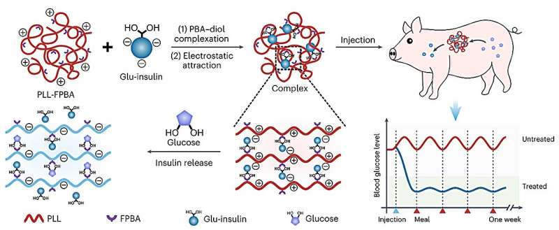 Single 'smart' insulin injection regulates glucose levels in mice and minipigs up to one week