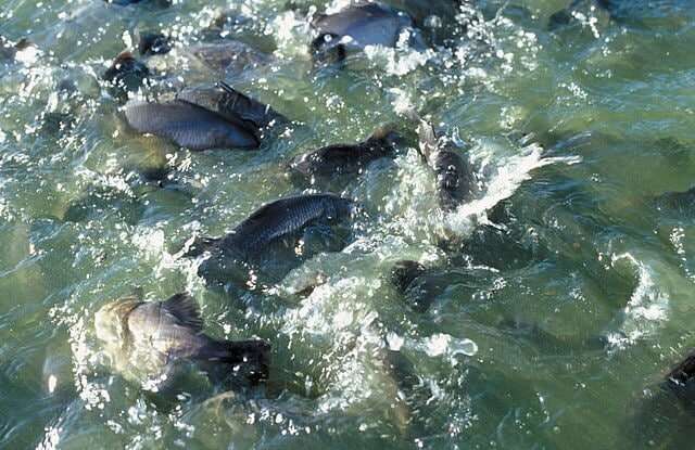 Single test picks up all strains of deadly fish virus that threatens barramundi
