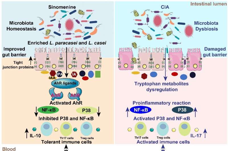 Sinomenine ameliorates rheumatoid arthritis by modulating tryptophan metabolism and activating aryl hydrocarbon receptor via gut