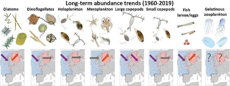 Six decades of decline sparks call to protect the foundation of the marine food web