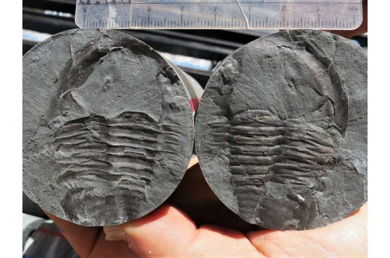Six new species of Western Australian trilobites