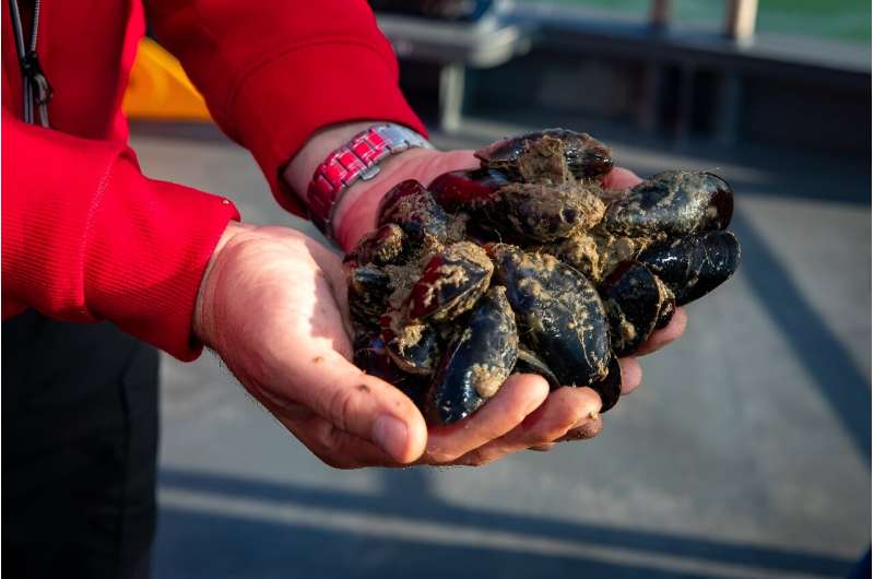 Six years ago, two Flemish scientific institutes joined forces with mussel growers in an experiment off the beach resort of La Panne